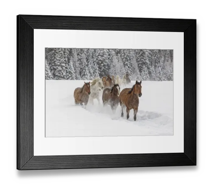 Framed Print : Horses running through fresh snow during roundup, Kalispell, Montana Framed Print : Horses running through fresh snow during roundup, Kalispell, Montana