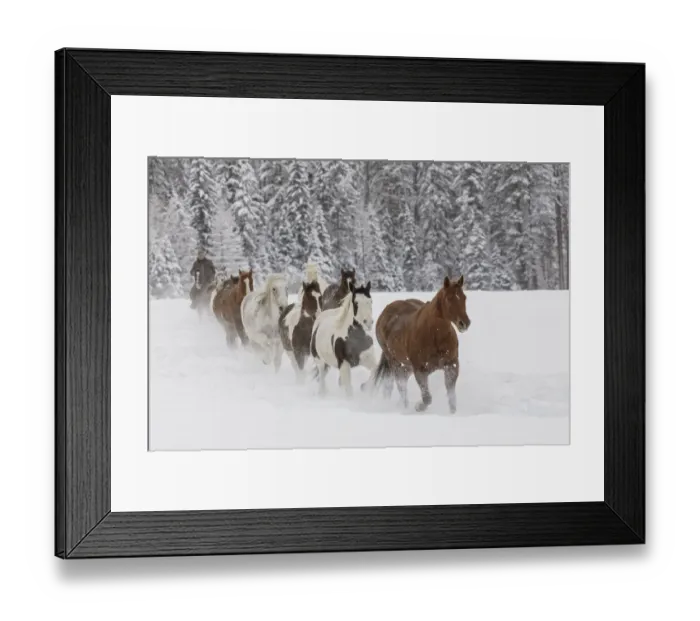 Framed Print : Horses running through fresh snow during roundup, Kalispell, Montana Framed Print : Horses running through fresh snow during roundup, Kalispell, Montana