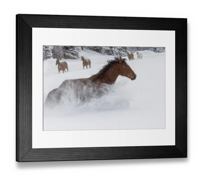Framed Print : Horses running through fresh snow during roundup, Kalispell, Montana Framed Print : Horses running through fresh snow during roundup, Kalispell, Montana