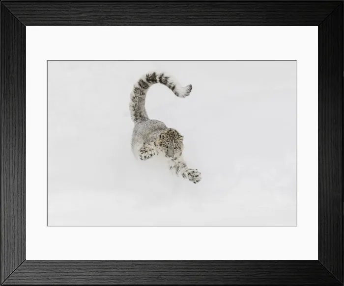 Framed Print : Snow leopard, running through snow, Panthera uncia controlled situation, Montana