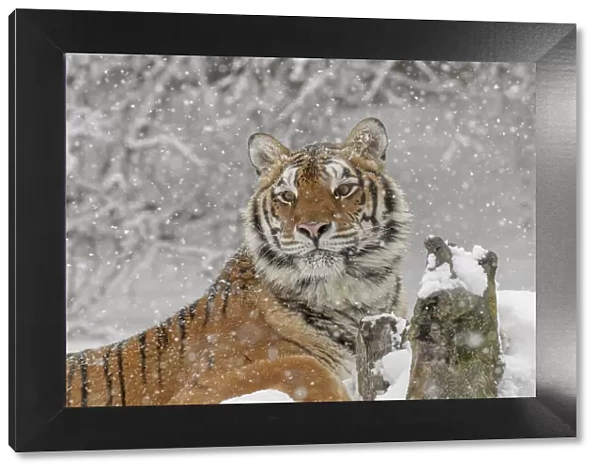 Siberian tiger in winter, Panthera tigris Tigris controlled situation, Montana