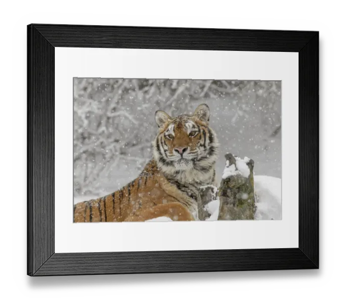 Framed Print : Siberian tiger in winter, Panthera tigris Tigris controlled situation, Montana