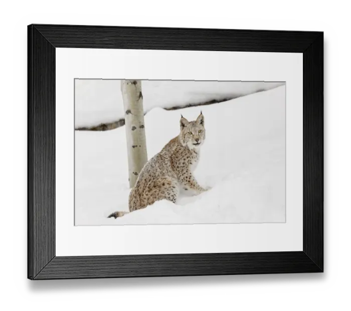 Framed Print : Siberian lynx in winter, Lynx lynx Wrangel controlled situation Framed Print : Siberian lynx in winter, Lynx lynx Wrangel controlled situation