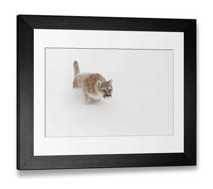 Framed Print : Mountain lion or cougar lunging for prey, Puma concolor), controlled situation