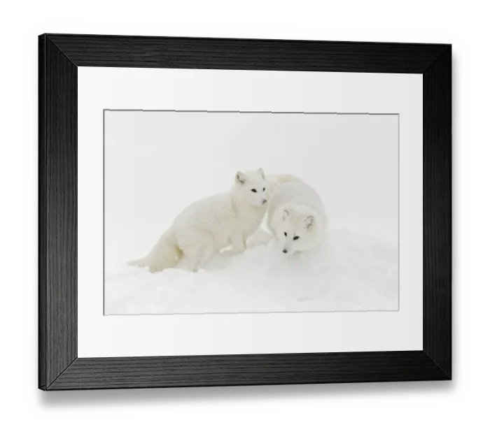 Framed Print : Arctic fox in winter coat on snow, Vulpes lagopus, controlled situation Framed Print : Arctic fox in winter coat on snow, Vulpes lagopus, controlled situation