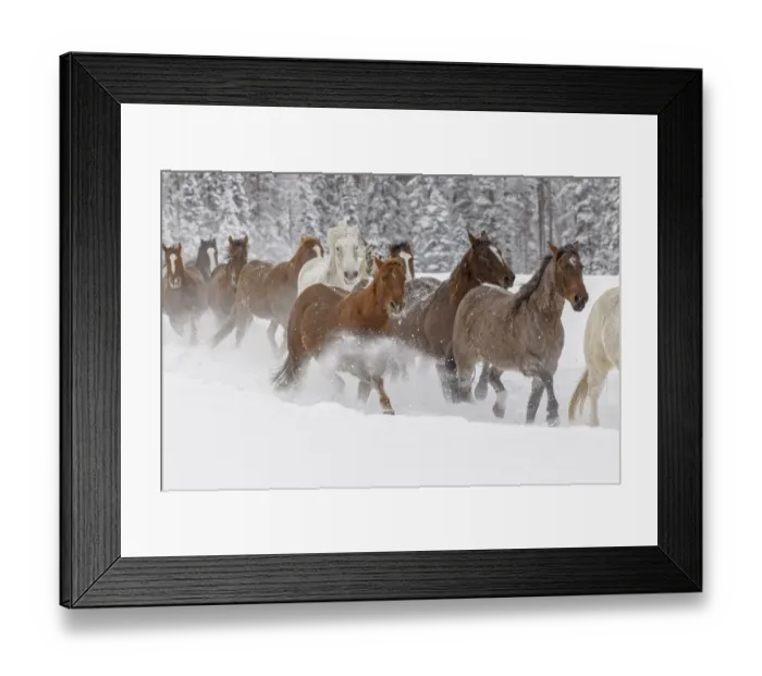 Framed Print : Horses running through fresh snow during roundup, Kalispell, Montana Framed Print : Horses running through fresh snow during roundup, Kalispell, Montana