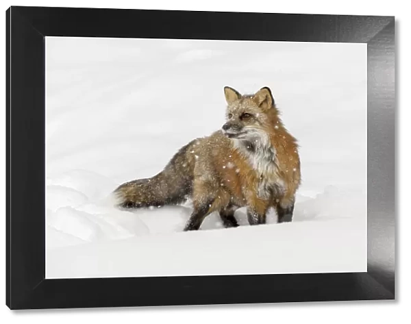 Red fox in fresh winter snow, Vulpes vulpes, controlled situation, Montana