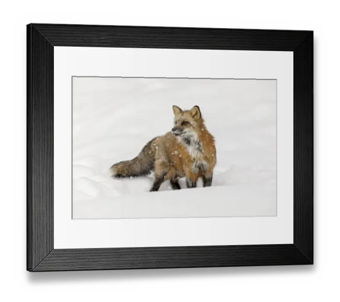 Framed Print : Red fox in fresh winter snow, Vulpes vulpes, controlled situation, Montana Framed Print : Red fox in fresh winter snow, Vulpes vulpes, controlled situation, Montana
