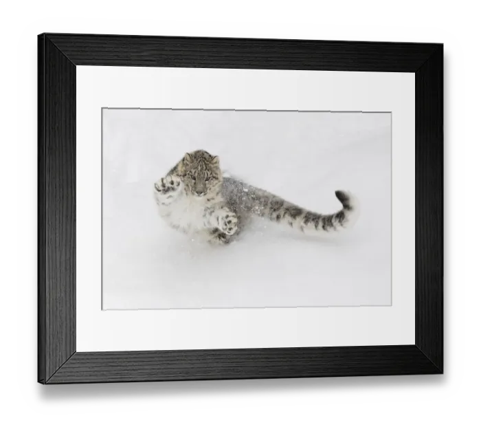 Framed Print : Snow leopard, Panthera uncia controlled situation, Montana Framed Print : Snow leopard, Panthera uncia controlled situation, Montana
