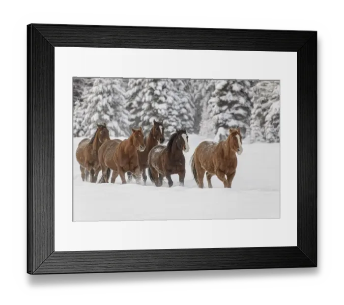 Framed Print : Horses running through fresh snow during roundup, Kalispell, Montana Framed Print : Horses running through fresh snow during roundup, Kalispell, Montana