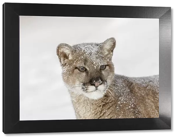 Juvenile mountain lion in deep winter snow, controlled situation, Montana, Puma concolor