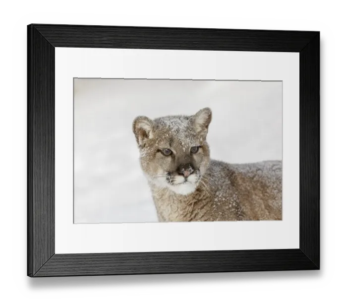 Framed Print : Juvenile mountain lion in deep winter snow, controlled situation, Montana, Puma concolor Framed Print : Juvenile mountain lion in deep winter snow, controlled situation, Montana, Puma concolor