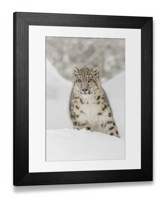 Framed Print : Snow leopard, Panthera uncia controlled situation, Montana Framed Print : Snow leopard, Panthera uncia controlled situation, Montana