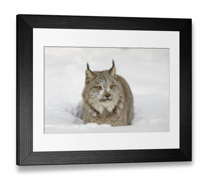 Framed Print : Eurasian lynx in winter, controlled situation, Lynx lynx Framed Print : Eurasian lynx in winter, controlled situation, Lynx lynx