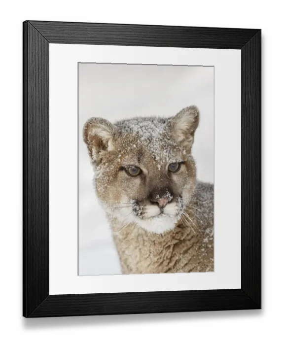 Framed Print : Juvenile mountain lion in deep winter snow, controlled situation, Montana, Puma concolor Framed Print : Juvenile mountain lion in deep winter snow, controlled situation, Montana, Puma concolor