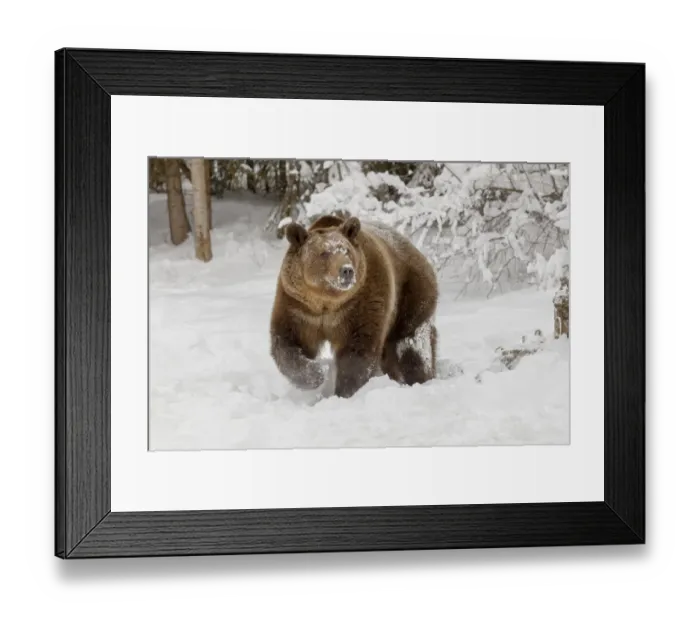 Framed Print : Grizzly bear in deep winter snow, Ursus arctic, controlled situation, Montana Framed Print : Grizzly bear in deep winter snow, Ursus arctic, controlled situation, Montana