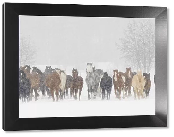 Large herd of horses during a horse roundup in winter, Kalispell, Montana