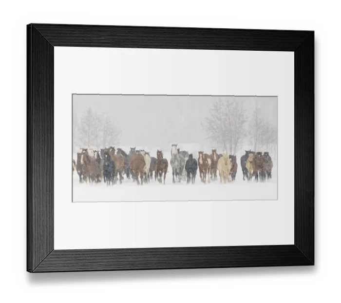 Framed Print : Large herd of horses during a horse roundup in winter, Kalispell, Montana Framed Print : Large herd of horses during a horse roundup in winter, Kalispell, Montana