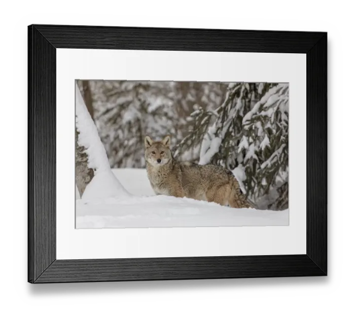 Framed Print : Coyote in deep winter snow, Canis latrans, controlled situation, Montana
