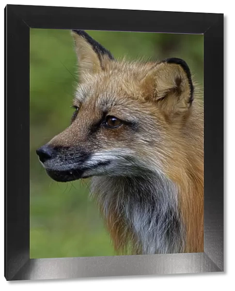 USA, Montana. Red fox close-up in controlled environment