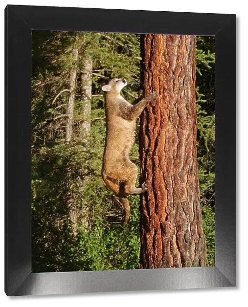 USA, Montana. Juvenile mountain lion climbing tree. Credit as