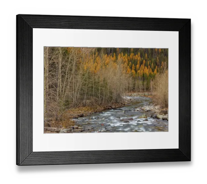 Framed Print : Bear Creek in autumn in the Flathead National Forest, Montana, USA