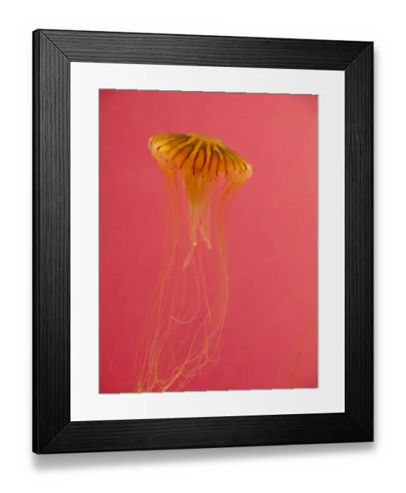 Framed Print : Jellyfish, Shedd Aquarium, Chicago, Illinois, USA