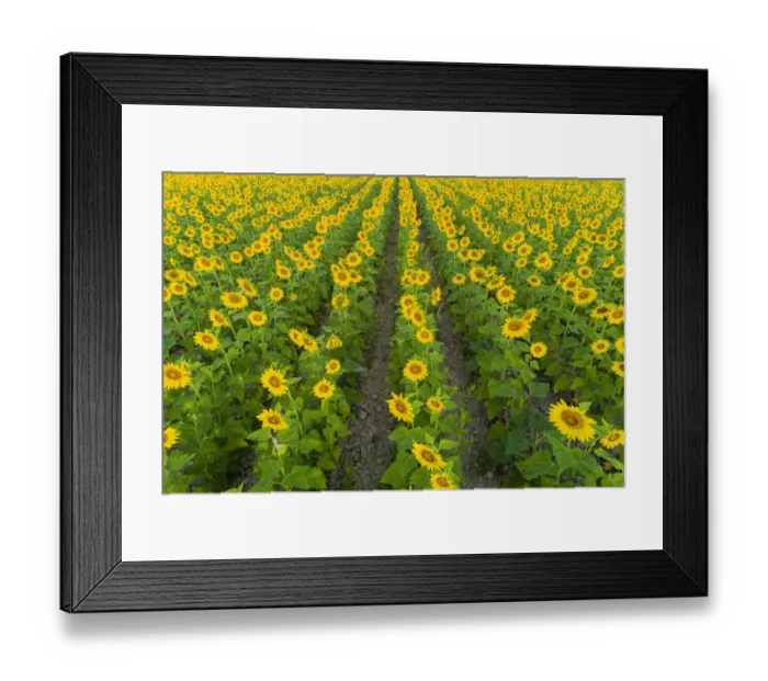 Framed Print : Aerial view of sunflower field Sam Parr State Park, Jasper County, Illinois