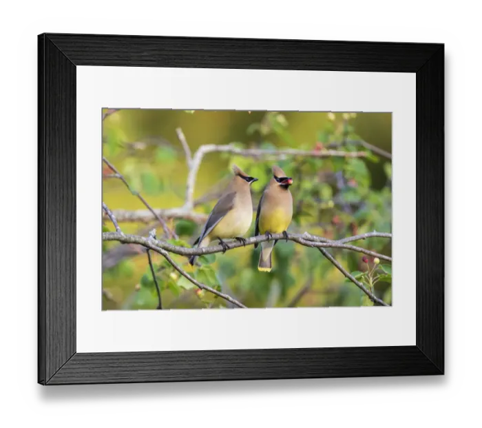 Framed Print : Cedar Waxwings (Bombycilla cedrorum) exchanging berry in Serviceberry Bush Framed Print : Cedar Waxwings (Bombycilla cedrorum) exchanging berry in Serviceberry Bush