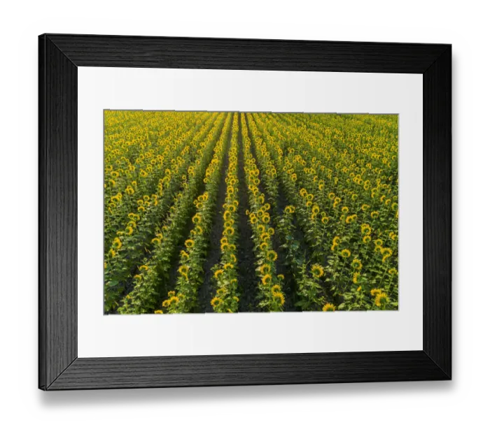 Framed Print : Aerial view of sunflower field Sam Parr State Park, Jasper County, Illinois Framed Print : Aerial view of sunflower field Sam Parr State Park, Jasper County, Illinois