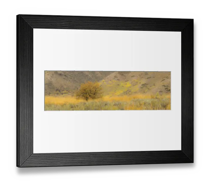 Framed Print : Idaho, Highway 89, Montpelier, Lone tree golden autumn colors Framed Print : Idaho, Highway 89, Montpelier, Lone tree golden autumn colors
