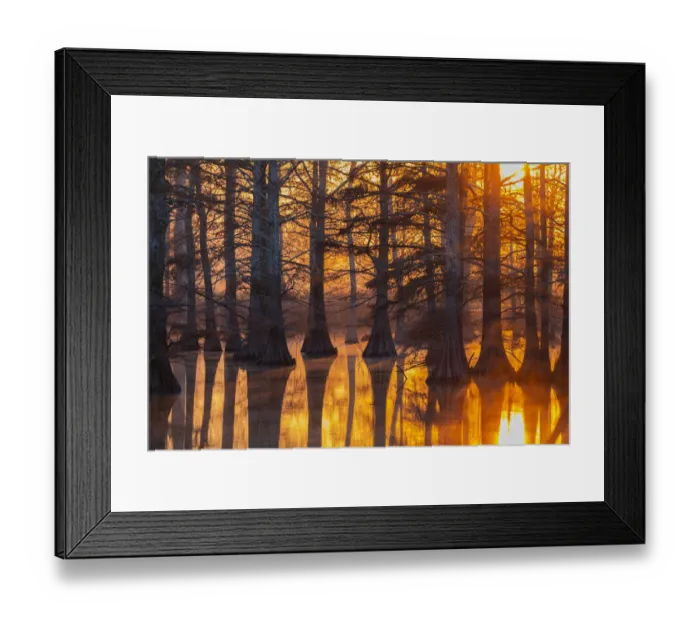 Framed Print : Cypress trees at sunset in fall Horseshoe Lake State Fish & Wildlife Area