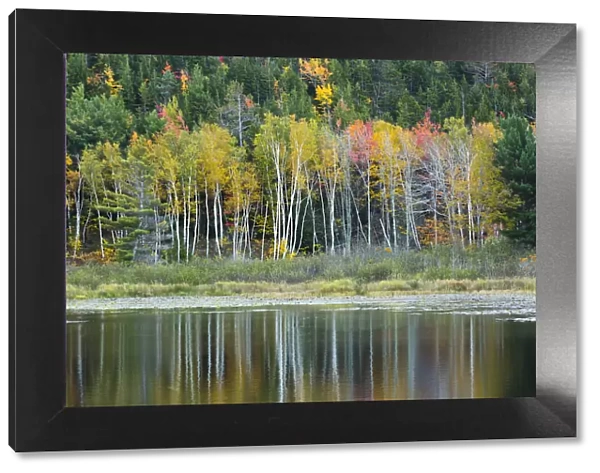 USA, Maine. Fall reflections at Beaver Dam Pond in Acadia National Park
