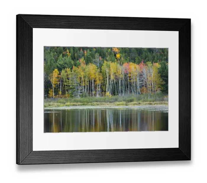 Framed Print : USA, Maine. Fall reflections at Beaver Dam Pond in Acadia National Park Framed Print : USA, Maine. Fall reflections at Beaver Dam Pond in Acadia National Park