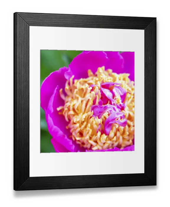 Framed Print : USA, Maryland, Bethesda. Springtime flower Framed Print : USA, Maryland, Bethesda. Springtime flower