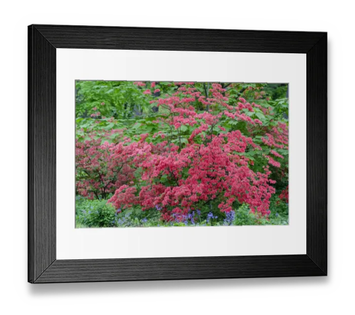 Framed Print : Pink Azalea Bush at Arnold Arboretum heralds springtime Framed Print : Pink Azalea Bush at Arnold Arboretum heralds springtime