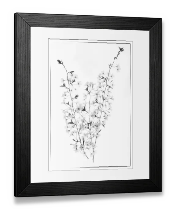 Framed Print : USA, Maryland, Bethesda. Cherry blossoms in black and white Framed Print : USA, Maryland, Bethesda. Cherry blossoms in black and white