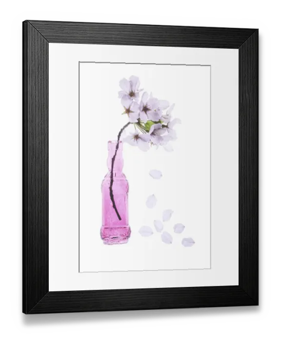 Framed Print : USA, Maryland, Bethesda. Pink vase with cherry blossoms Framed Print : USA, Maryland, Bethesda. Pink vase with cherry blossoms