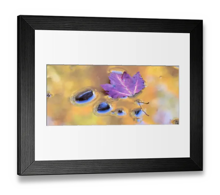 Framed Print : US, Michigan, Upper Peninsula. Leaf and rocks in pond with autumn colors reflection Framed Print : US, Michigan, Upper Peninsula. Leaf and rocks in pond with autumn colors reflection