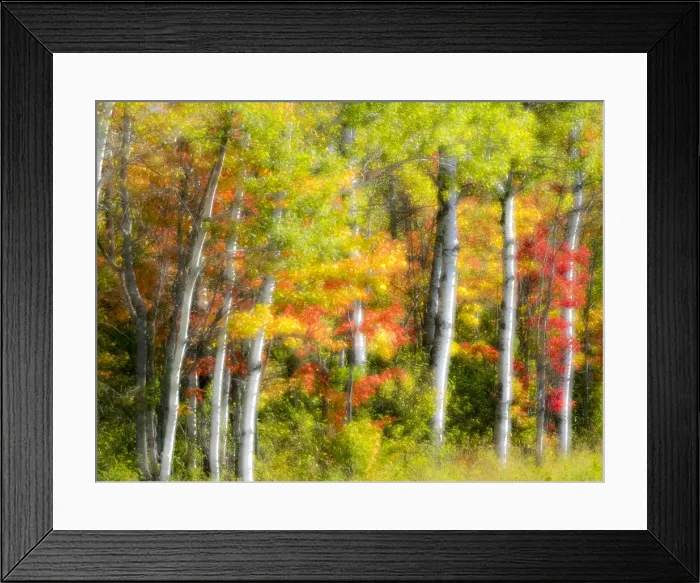Framed Print : US, Michigan, Upper Peninsula. Fall colors in the forest Framed Print : US, Michigan, Upper Peninsula. Fall colors in the forest