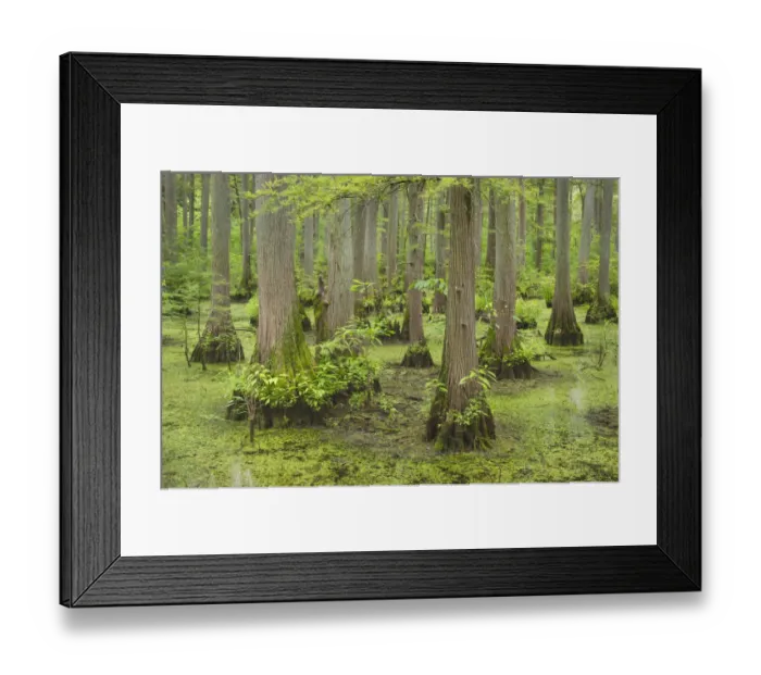Framed Print : Cypress trees in Heron Pond, Cache River State Natural Area, Illinois Framed Print : Cypress trees in Heron Pond, Cache River State Natural Area, Illinois