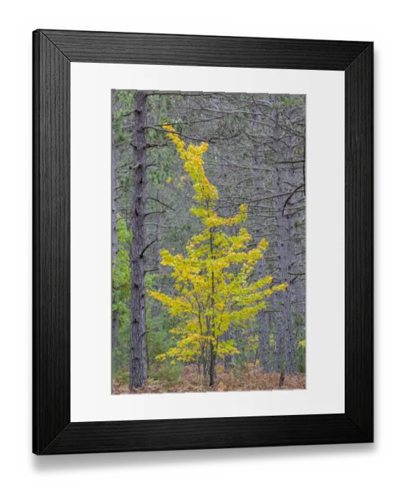 Framed Print : Yellow Maple tree in pine forest in fall, Alger County, Michigan Framed Print : Yellow Maple tree in pine forest in fall, Alger County, Michigan