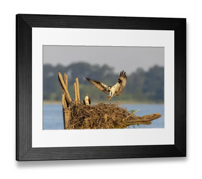 Framed Print : Osprey (Pandion haliaetus) landing at nest Rend Lake Jefferson County, Illinois Framed Print : Osprey (Pandion haliaetus) landing at nest Rend Lake Jefferson County, Illinois