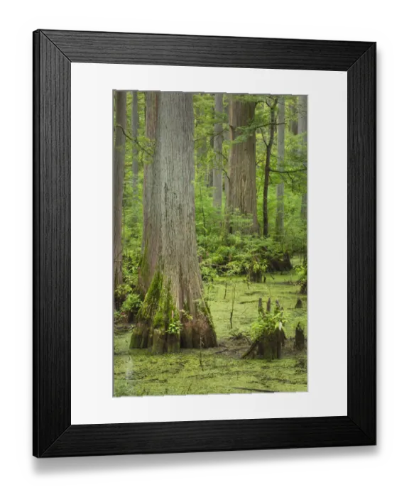 Framed Print : Cypress trees in Heron Pond, Cache River State Natural Area, Illinois Framed Print : Cypress trees in Heron Pond, Cache River State Natural Area, Illinois
