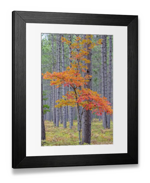 Framed Print : Red Maple tree in pine forest in fall, Alger County, Michigan Framed Print : Red Maple tree in pine forest in fall, Alger County, Michigan