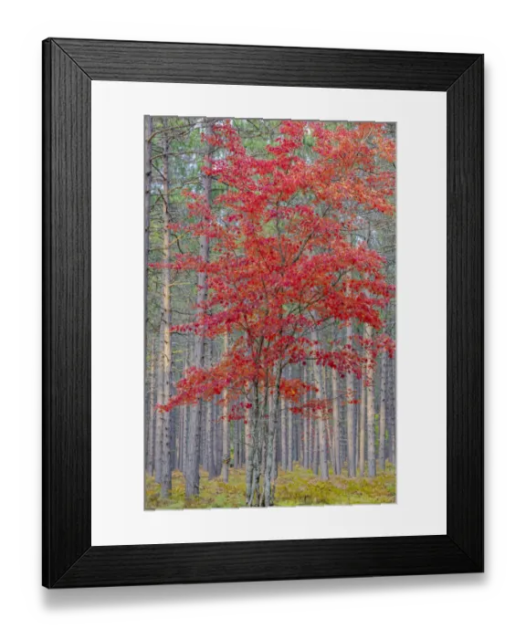 Framed Print : Red Maple tree in pine forest in fall, Alger County, Michigan Framed Print : Red Maple tree in pine forest in fall, Alger County, Michigan