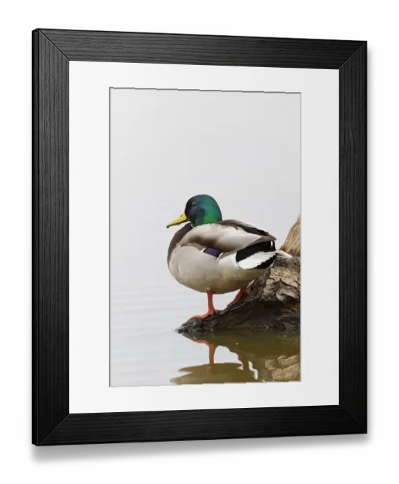Framed Print : Mallard (Anas platyrhynchos) male on log in wetland, Marion County, Illinois