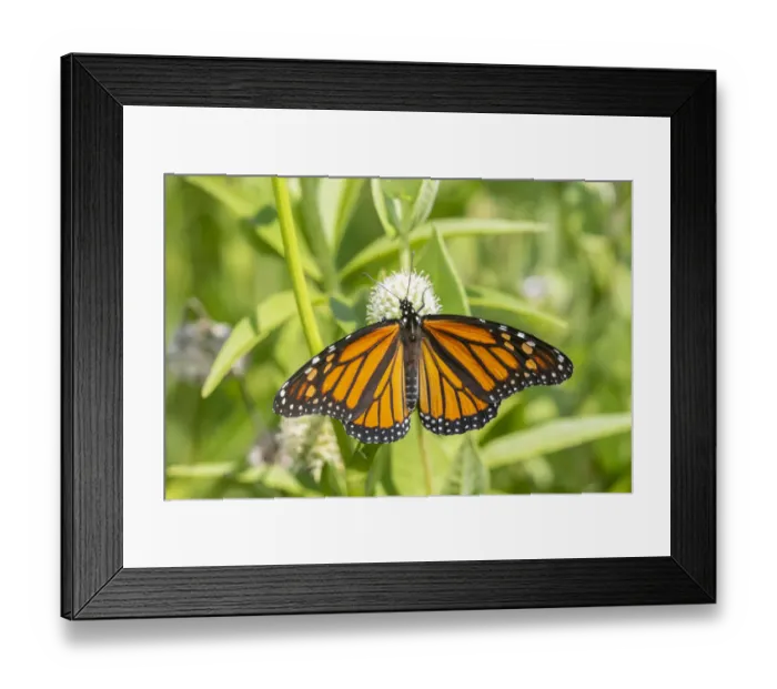 Framed Print : Monarch (Danaus plexippus) on Rattlesnake Master (Eryngium yuccifolium), Marion County
