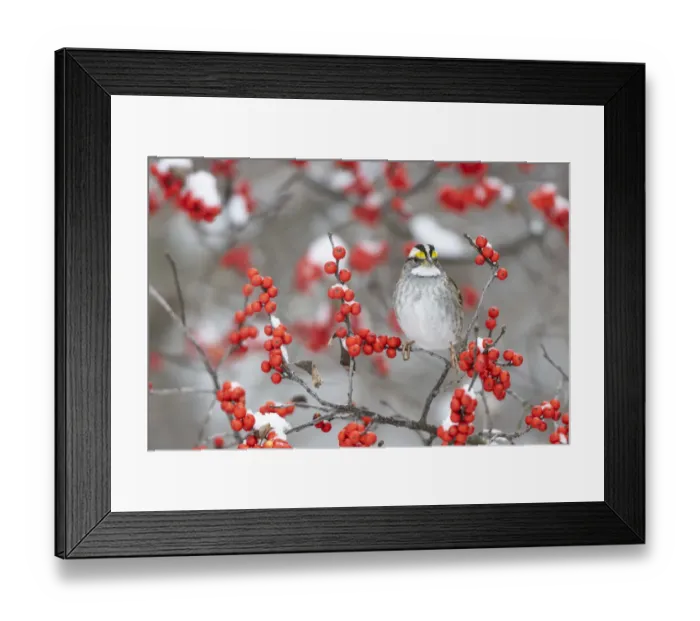 Framed Print : White-throated Sparrow (Zonotrichia leucophrys) in Winterberry bush (Ilex verticillata Framed Print : White-throated Sparrow (Zonotrichia leucophrys) in Winterberry bush (Ilex verticillata