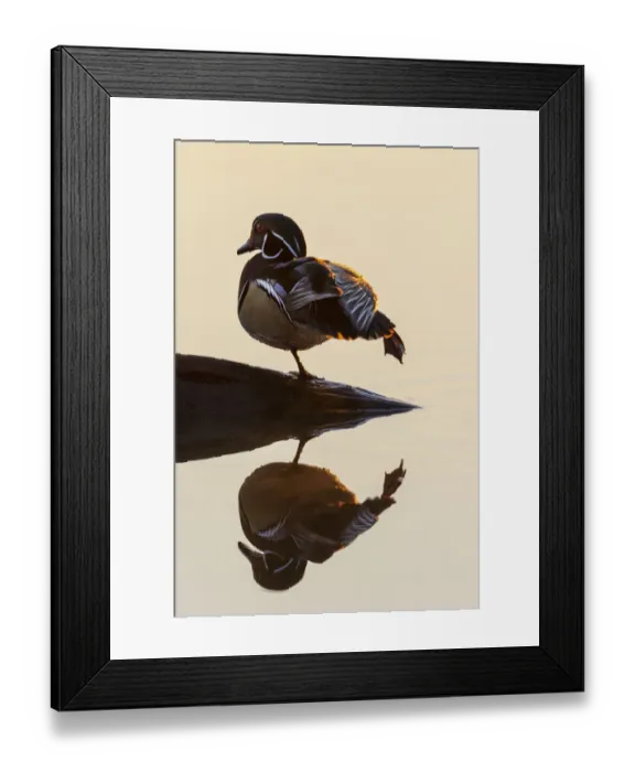 Framed Print : Wood Duck (Aix sponsa) male on log stretching in wetland at sunrise, Marion County Framed Print : Wood Duck (Aix sponsa) male on log stretching in wetland at sunrise, Marion County